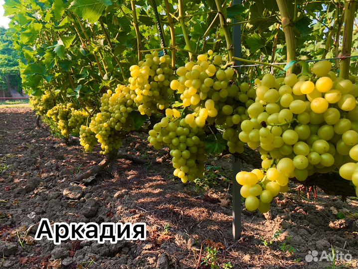 Саженцы и черенки винограда