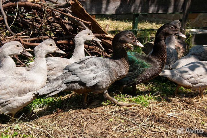 Мускусные утята