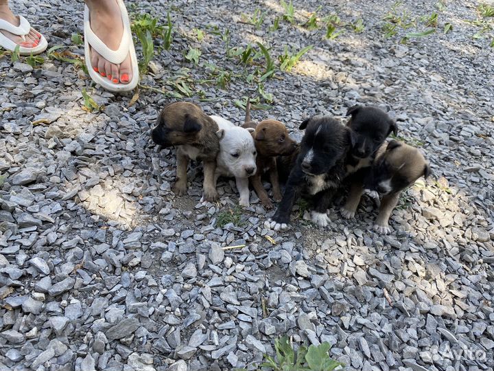 Щенки стаффорда