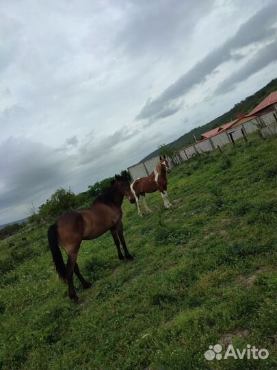 Домашние животные