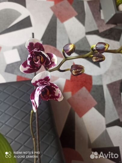 Орхидея фаленопсис