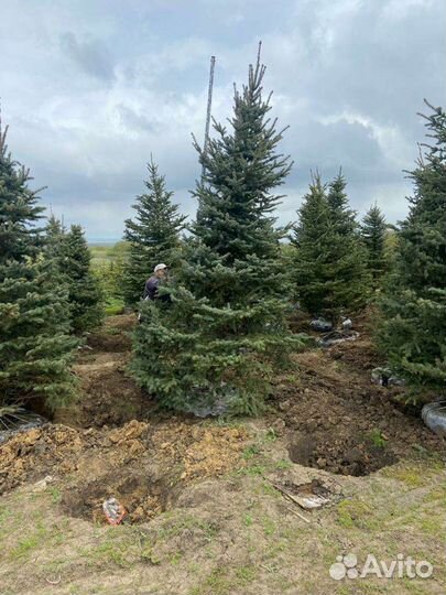 Ель колючая (сизая, голубая, зеленая)