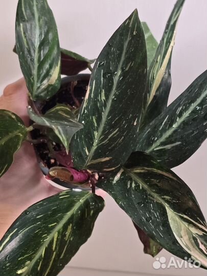 Строманта magic star