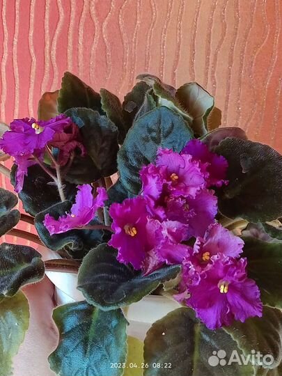 Женское счастье (спатифиллум), красивые фиалочки