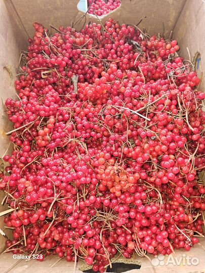 Калина ягода