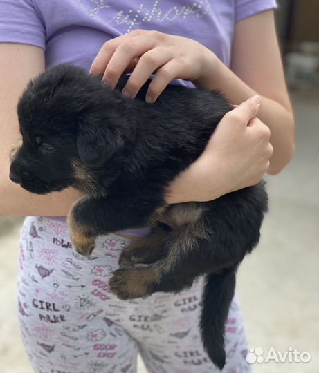 Продам щенка (девочка) немецкой Овчарки