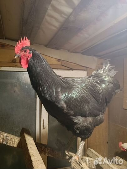 Петух Джерсийский гигант