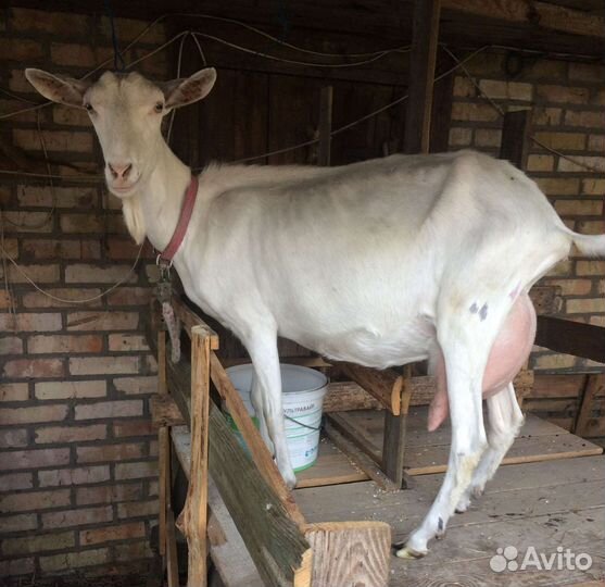 Дойная чешская коза