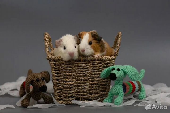 Морские свинки малыши