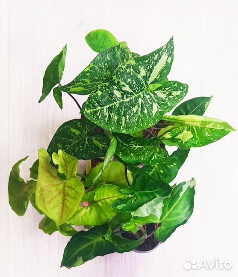 Сингониумы сортовые