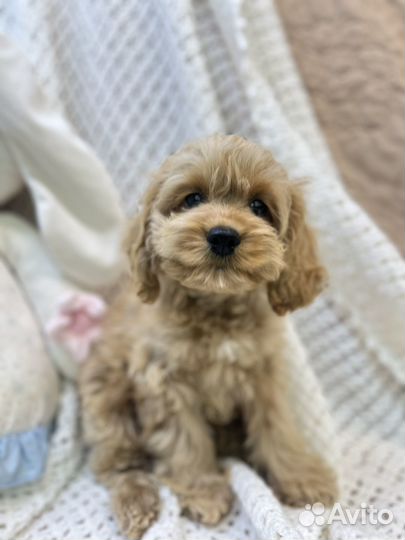 Кокапу девочка