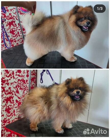 Стрижка собак