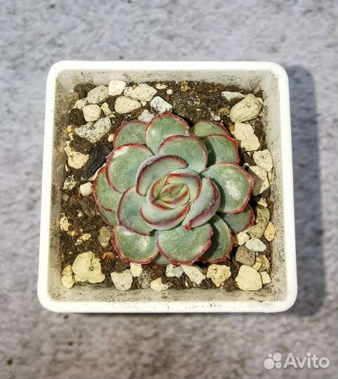 Эчеверия пулидонис