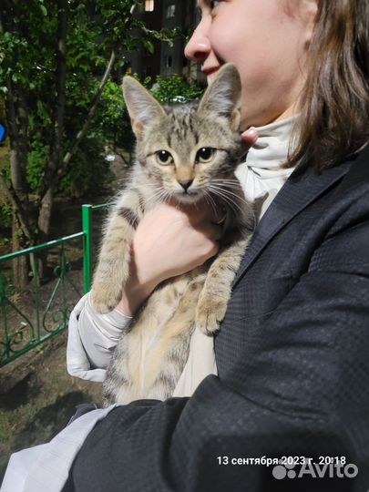 Кошечка в добрые ручки