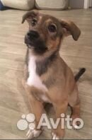 Крохотная щенуля без еды и воды выживала на морозе