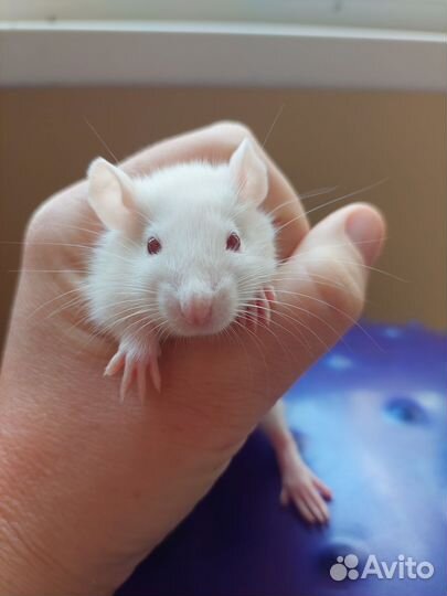Крыса джамбо