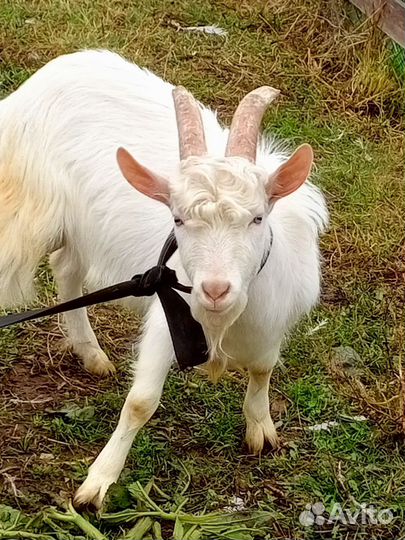 Зааненские козы