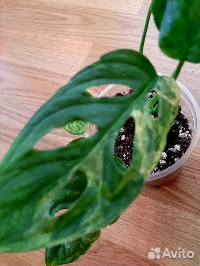 Монстера индо минт