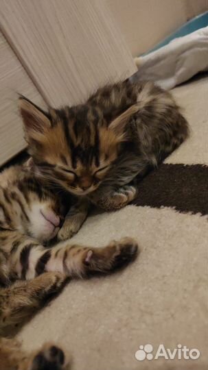 Котята бенгалы