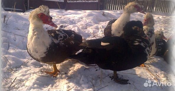 Мускусные утки