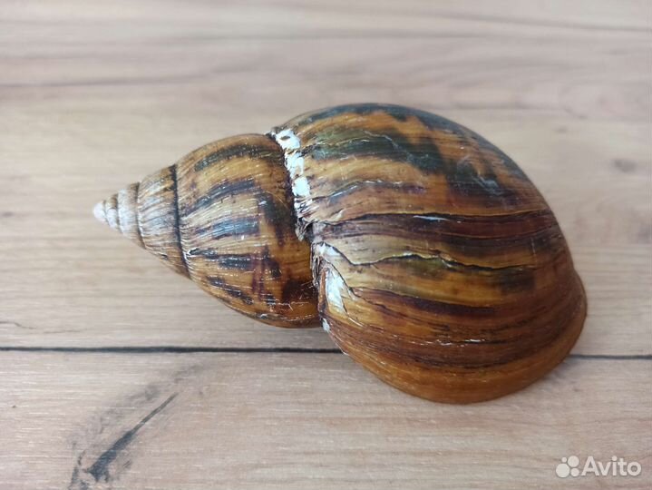 Морская раковина