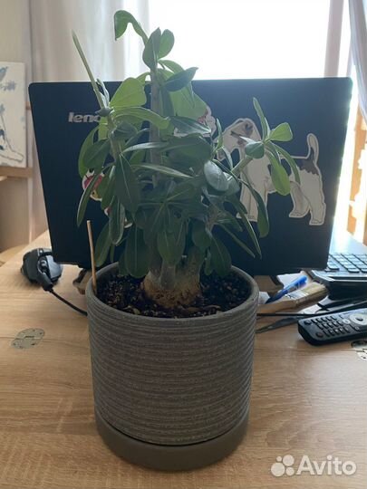 Комнатное растение Адениум в горшке