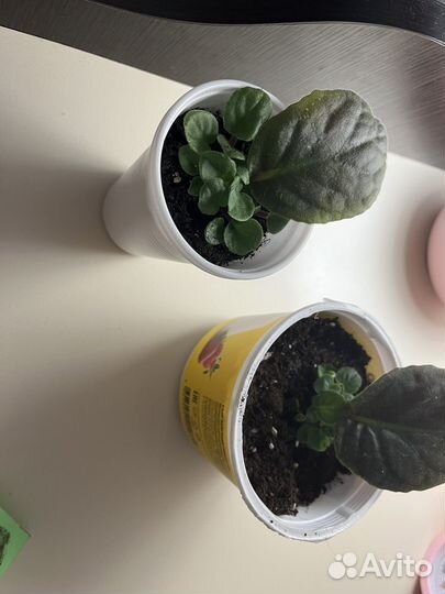 Фиалка розеточки