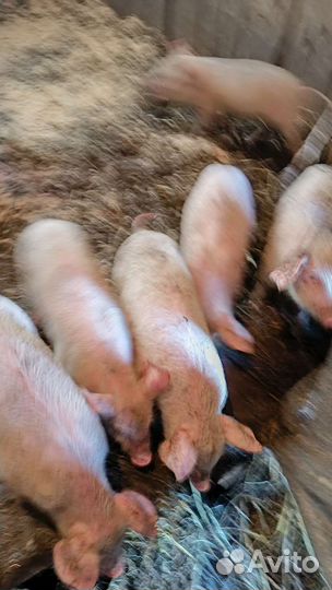 Поросята ландрас