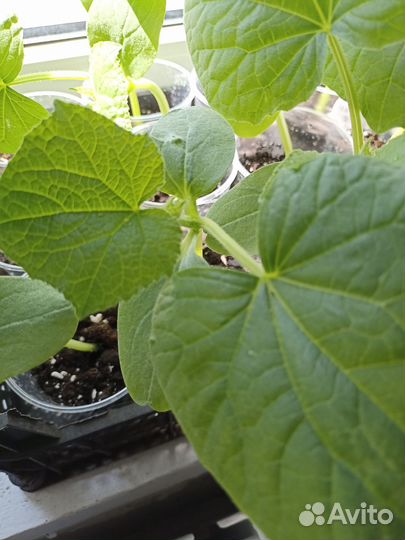 Рассада огурцов перцев