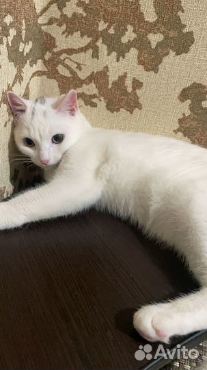 Британский и бомбейский кот