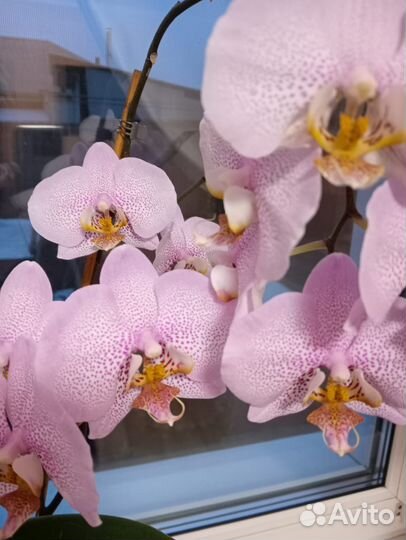 Орхидея