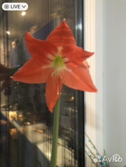 Гипераструм