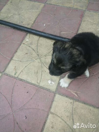 Щенок маленькой собаки в добрые руки бесплатно