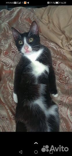 Кошки в добрые руки