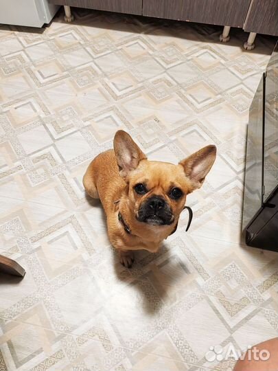 Отдам щенков, приходите и выбирайте