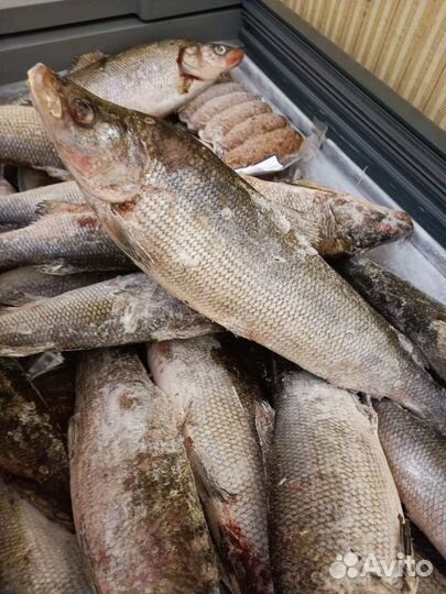 Рыба Сибири