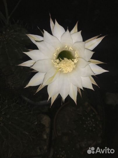 Кактус эхинопсис