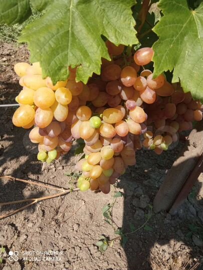 Дом 58,8 м² на участке 25 сот.