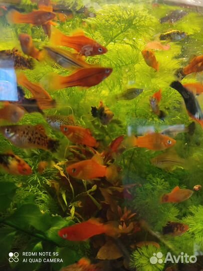 Аквариумные рыбки