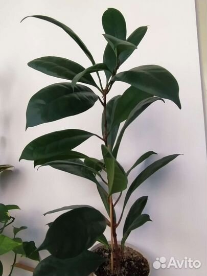 Фикус циатистипула