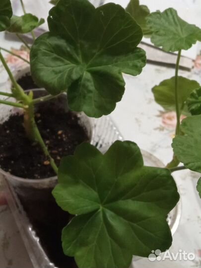 Пеларгония (герань) красная розебудная