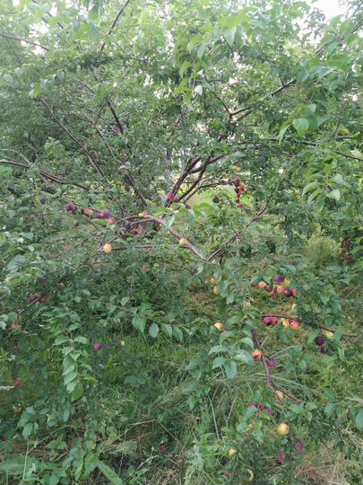 Участок 15 сот. (ИЖС)