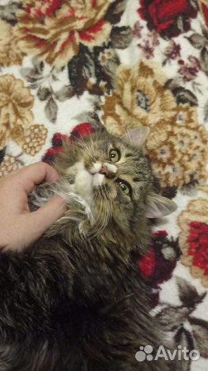 Котик бесплатно