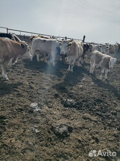 Корова телята и бычки