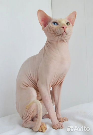 Канадский сфинкс вязка. Кот. W63