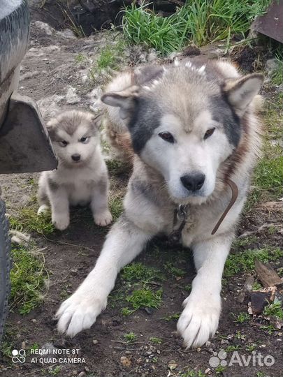 Аляскинский маламут щенки