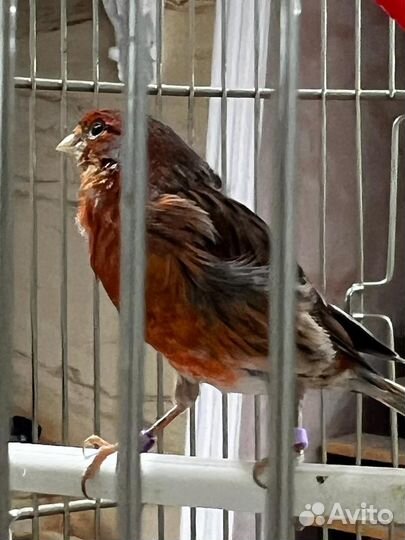 Продам канареек