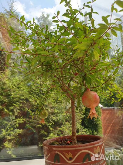 Гранат комнатный