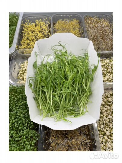 Семена Горох Мадрас Зеленый на микрозелень 1кг