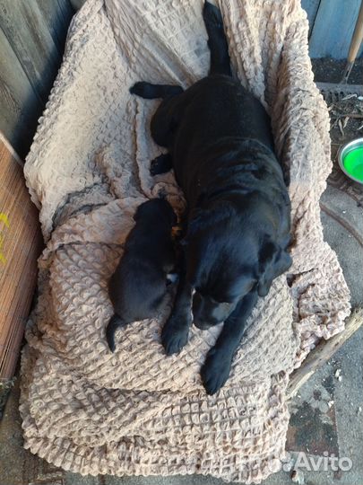 Щенок лабрадор помесь